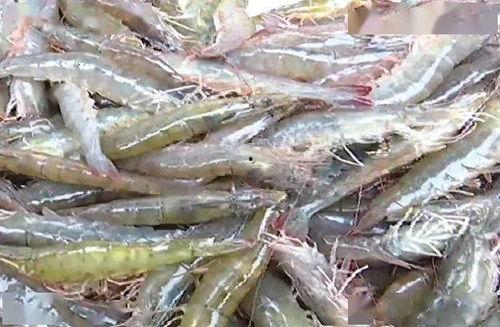 鲜虾养殖爆料方法视频,视频教程深度解析