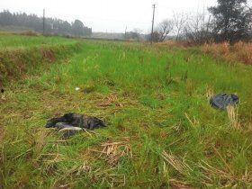 青草在线观看网,探寻绿色生态的视觉盛宴